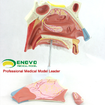 THROAT07(12513) Medical Science Anatomical Model of Human Nasal Cavity